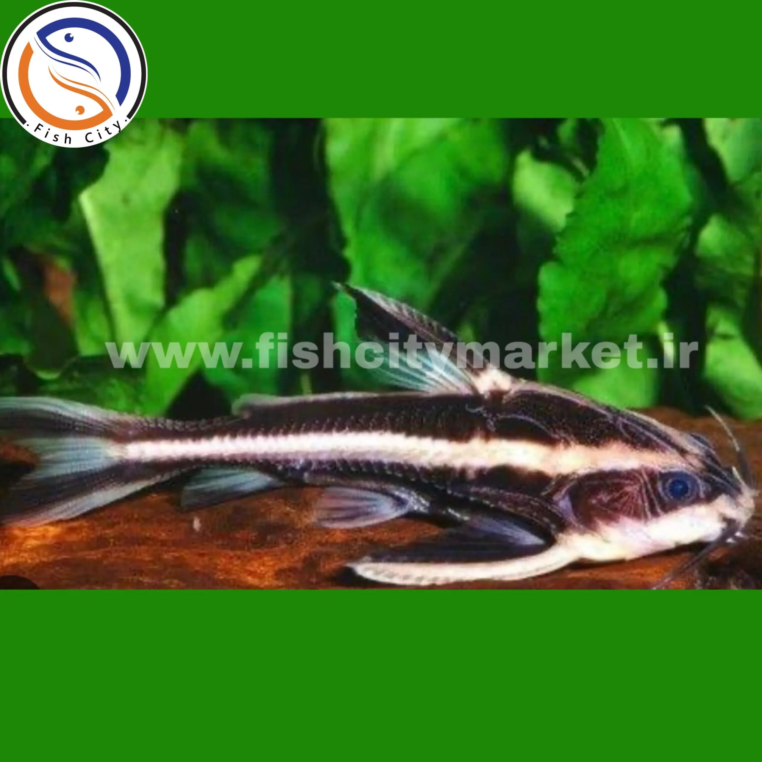 ماهی کت فیش رافائل دورادید 5-6 سانت