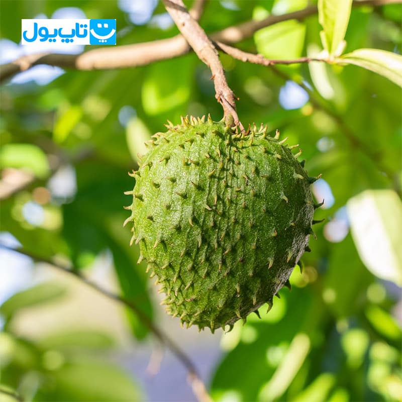 نوشیدنی هالوس Halos با طعم سورسوپ Soursop حجم 330 میلی‌لیتر — تصویر ۲