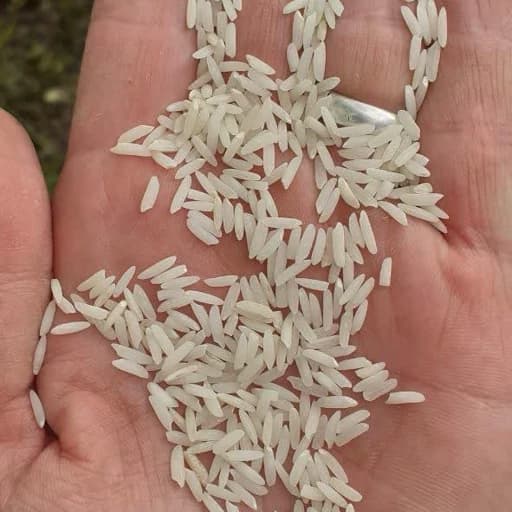 برنج طارم هاشمی (20کیلوئی) غربال و سورت شده صداقت