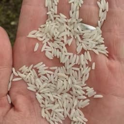برنج طارم هاشمی (20کیلوئی) غربال و سورت شده صداقت — تصویر ۲