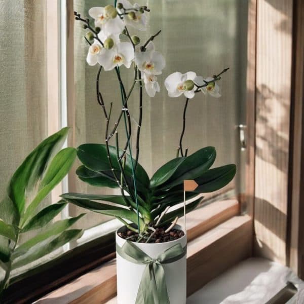 سفارش دسته گل برای دفتر اسناد رسمی شماره 9 تهران