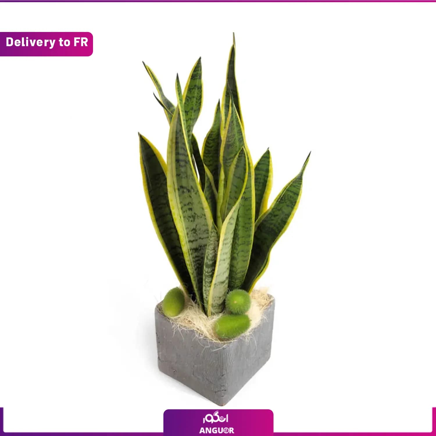 Sanseveria (Delivery to France)