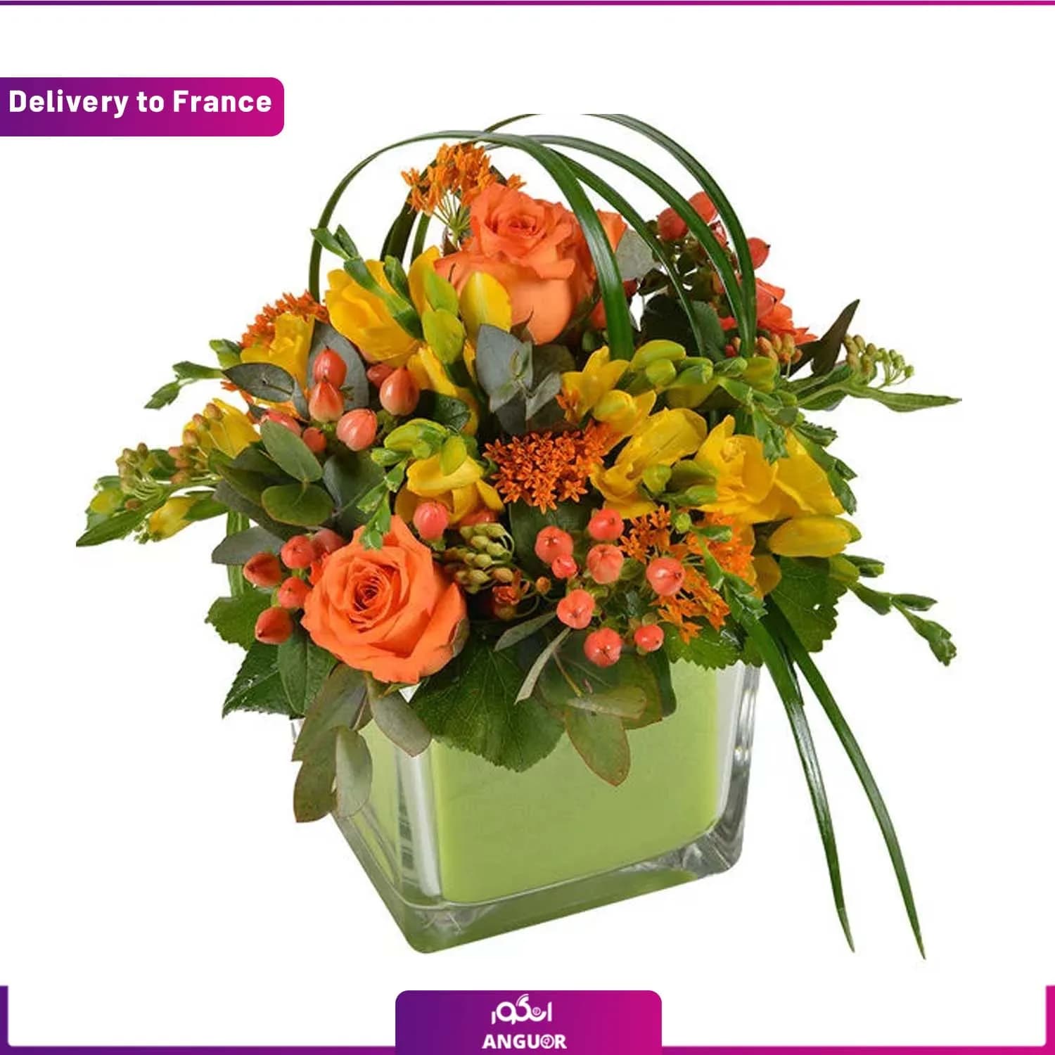 BELLISSIMA (Delivery to France)