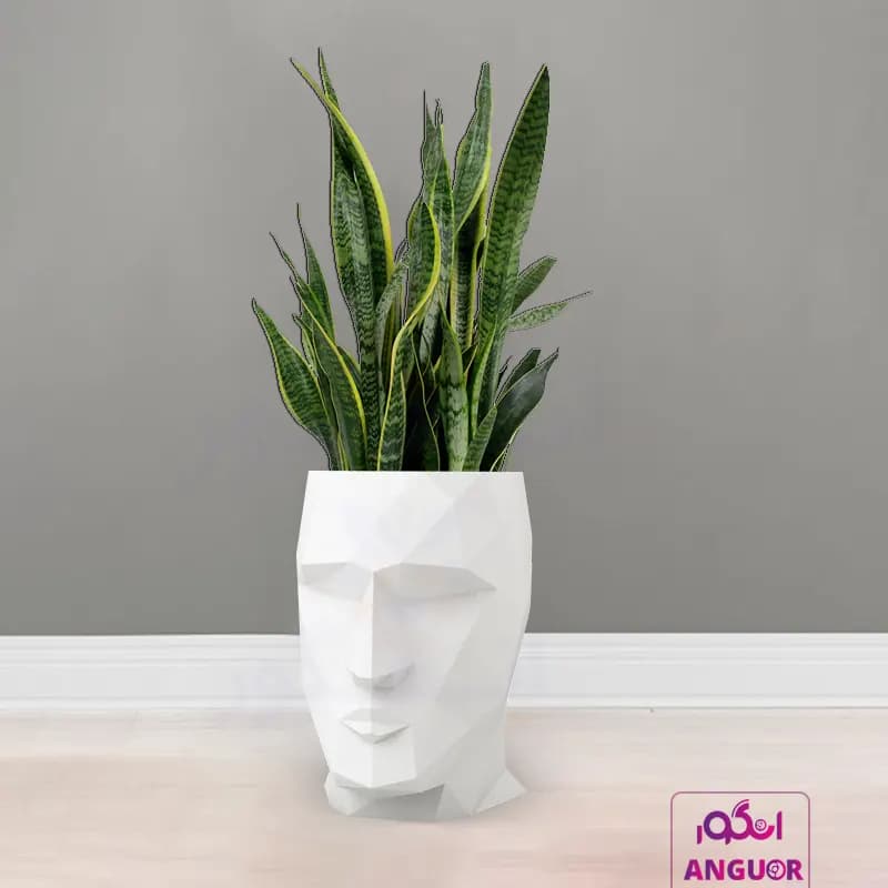 گلدان هدیه لوکس با سانسوریا ابلق (150 – 170 سانتی) فایبر گلاس manface