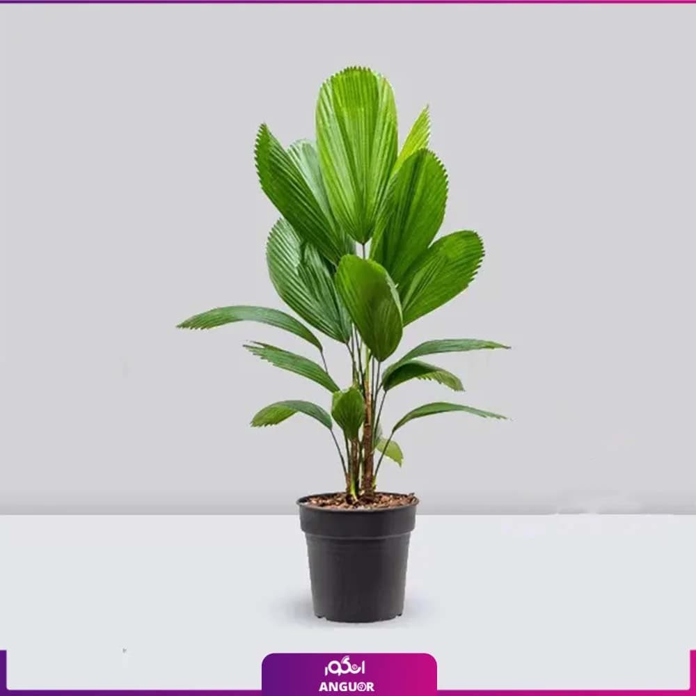 نخل زیبا و سبز لیکوآلا گرندیس (LICUALA GRANDIS)