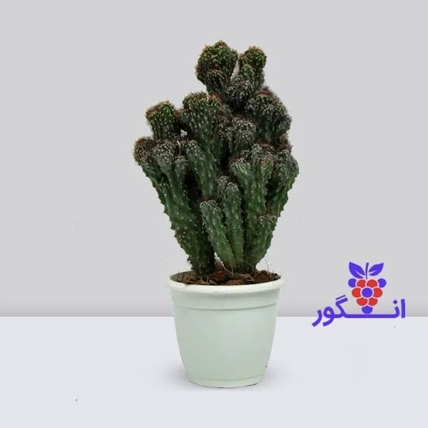 کاکتوس صخره ای بزرگ
