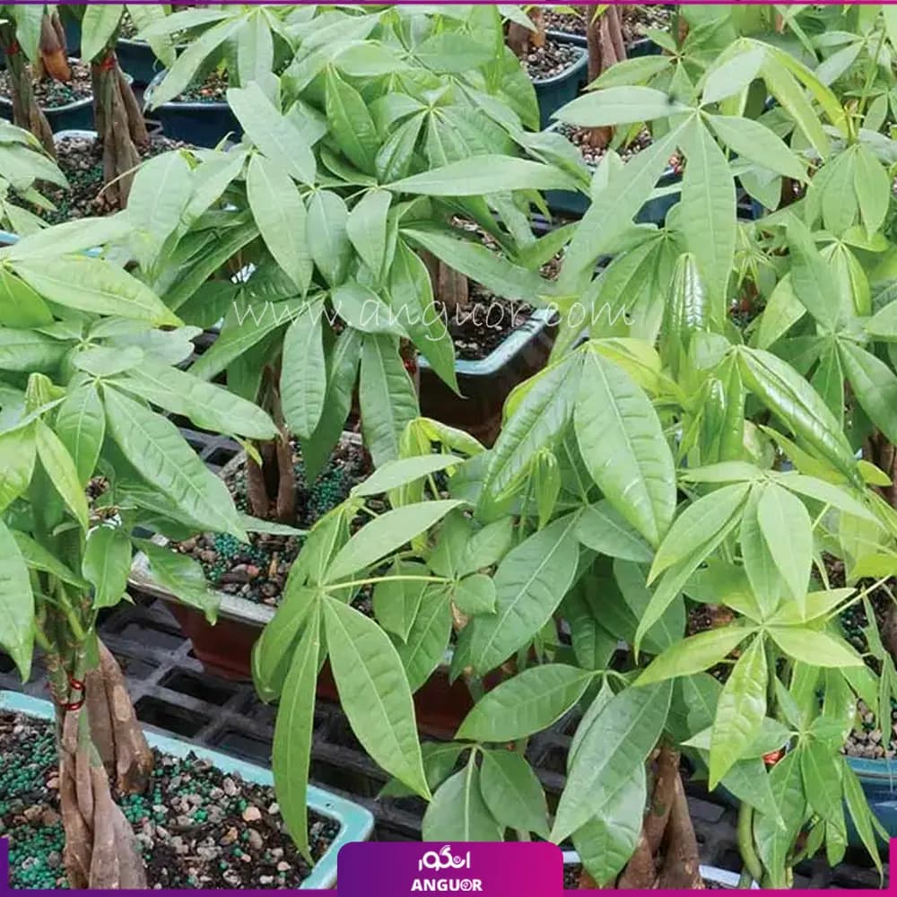 بونسای پاچیرا — تصویر ۳