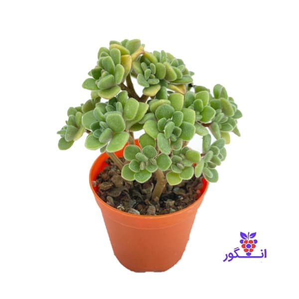 آئونیوم لیندلی ( Aeonium Lindleyi )