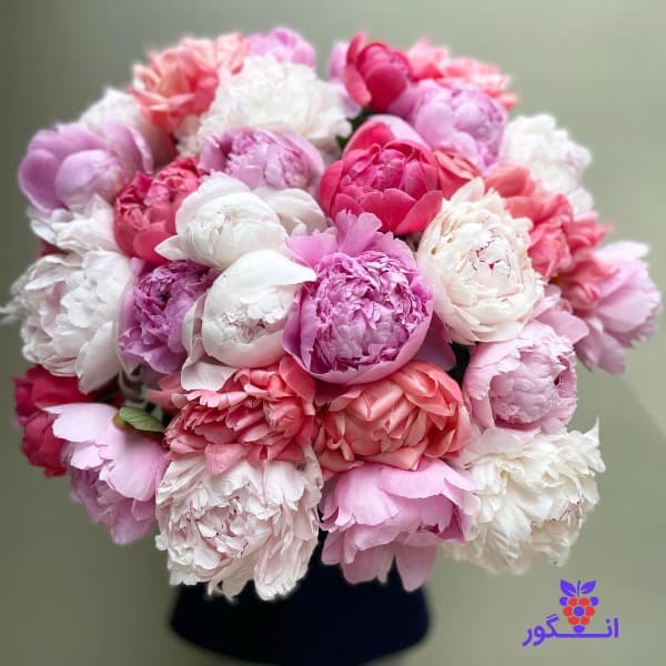 باکس گل پیونی رنگین کمان (صد تومانی)