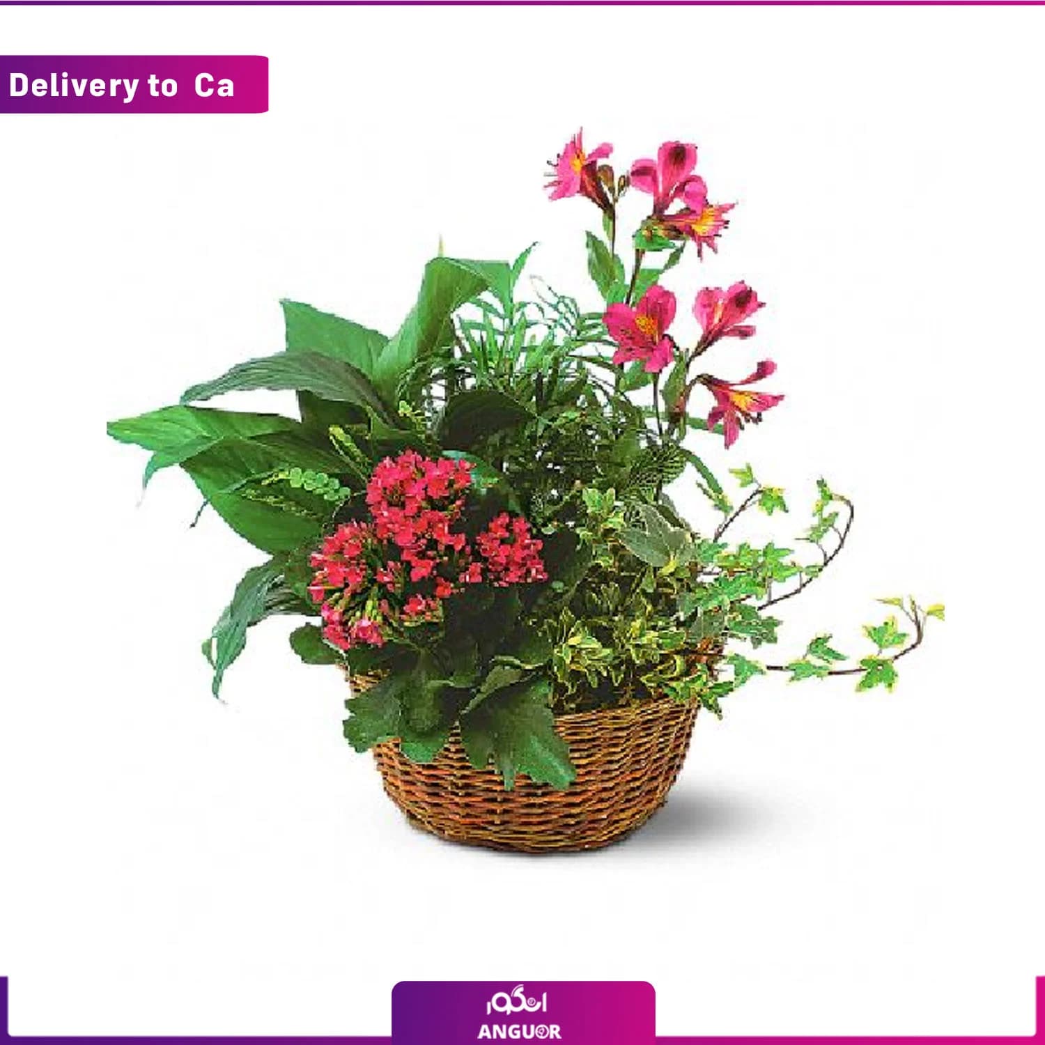 Planter Basket (ارسال گل به کانادا )