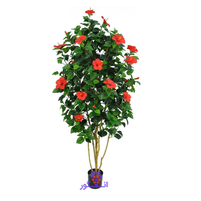 درخت گل ختمی سایز بزرگ (130تا 160سانتی)