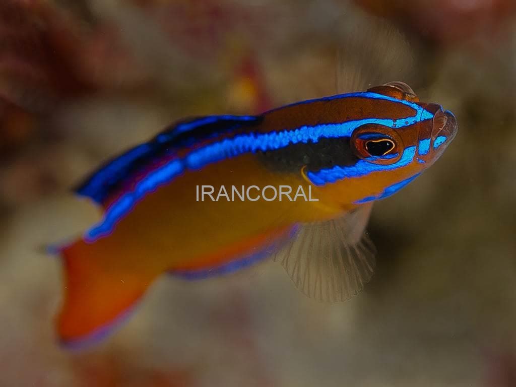 سودوکرومیس نئون — تصویر ۶