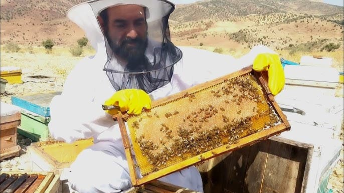 عسل کنار 3 کیلویی طبیعی با کیفیت عالی و خواص درمانی فوقالعاده — تصویر ۸