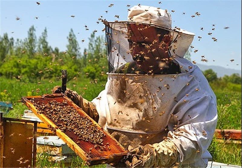 عسل کنار 3 کیلویی | عسل طبیعی | عسل گیاهی | عسل خالص اصل — تصویر ۶