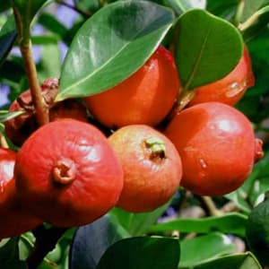 بذر گواوا نارنجی