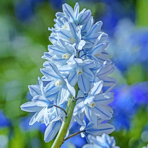 پیاز گل striped squill — تصویر ۶