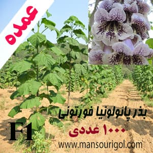 بذر پالونیا فورتونی ۱۰۰۰ عددی