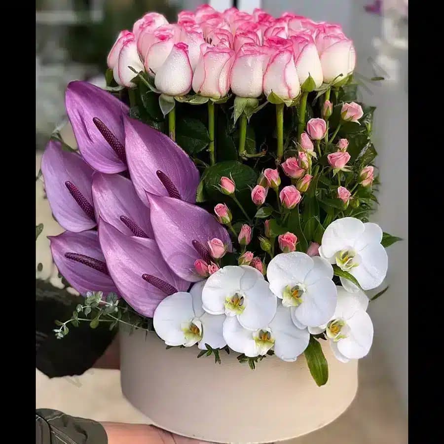 باکس گل ماریا — تصویر ۲