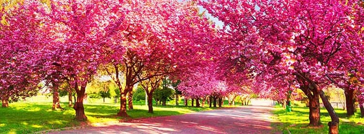 پوستر دیواری شکوفه های صورتی گیلاس