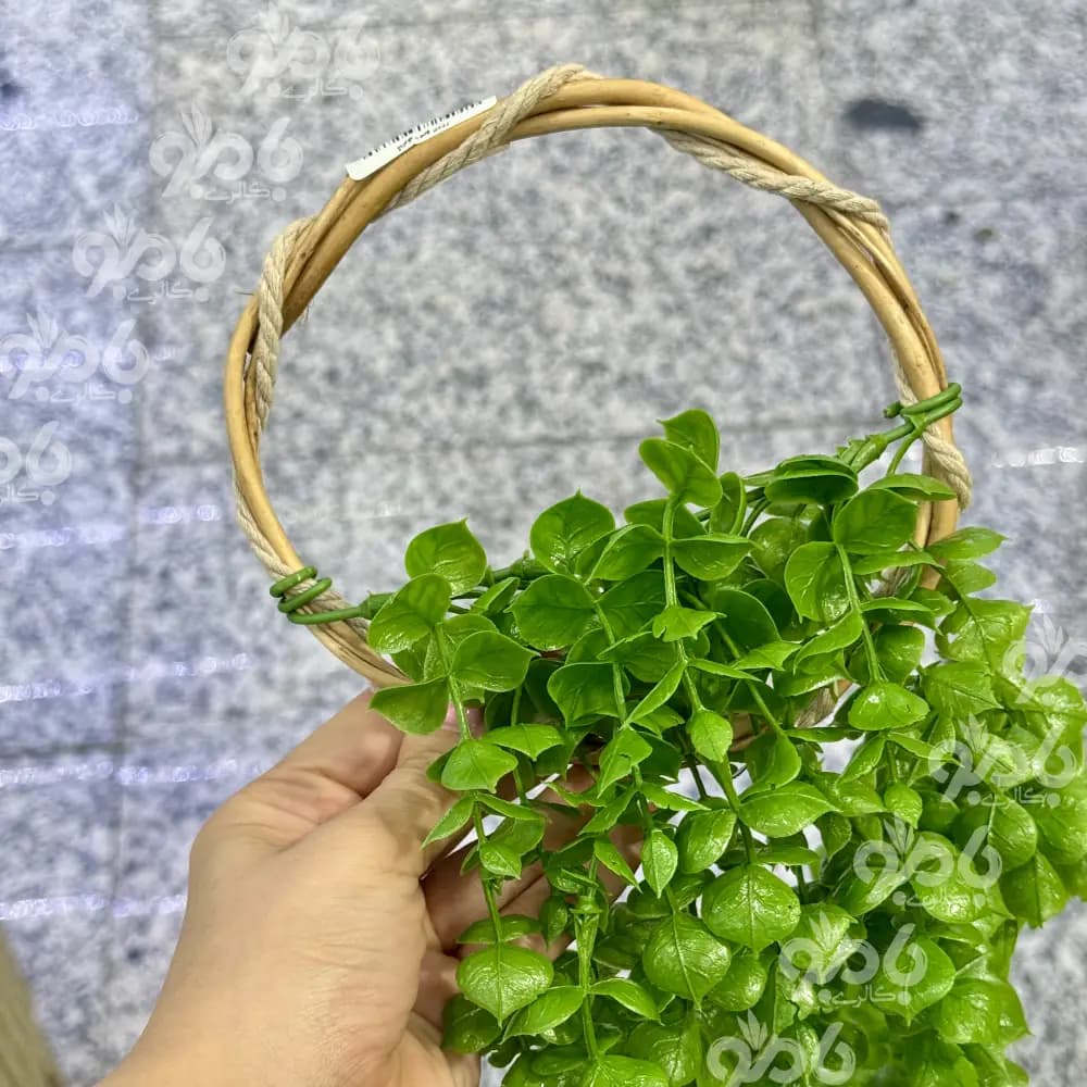آویز شمشاد حلقه دار گرد — تصویر ۲