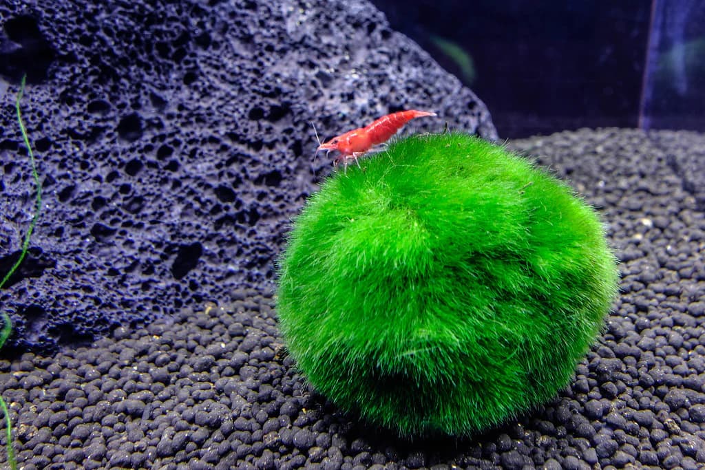 خزه آکواریومی ماس بال moss ball