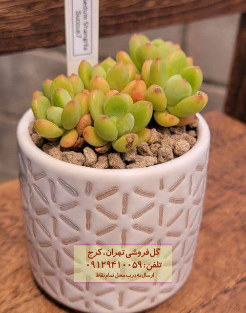 فروش ساکولنت برای دیزاین محیط‌های آموزشی
