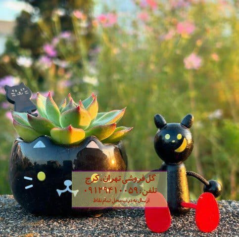 ساکولنت مناسب برای چیدمان فضای داخلی فروشگاه
