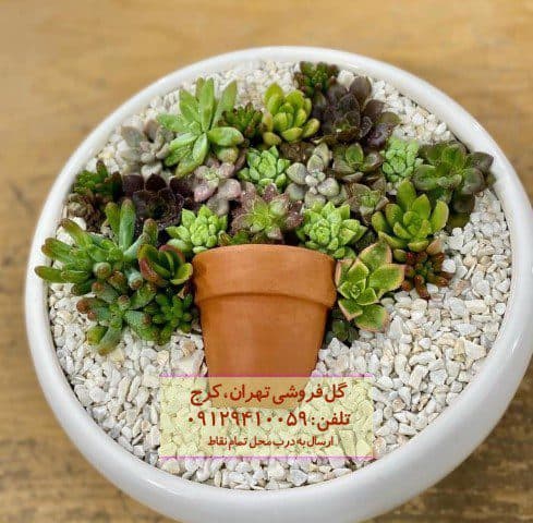 ساکولنت برای زیباسازی محیط‌های درمانی