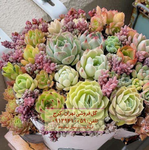 فروش ساکولنت برای چیدمان اتاق مطالعه