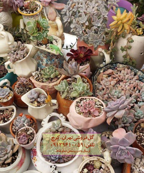 ساکولنت برای زیباسازی آشپزخانه