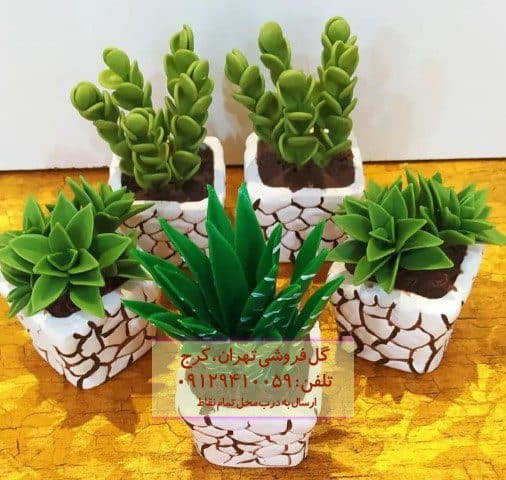 ساکولنت برای طراحی فضای شیک خانه