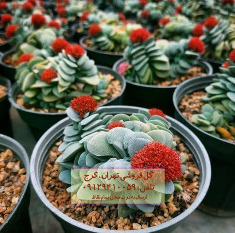 ساکولنت مناسب برای طراحی داخلی کافی‌شاپ
