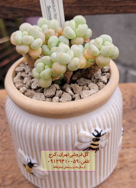 فروش ساکولنت برای طراحی داخلی مراکز خرید