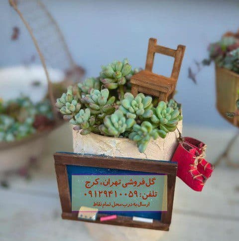 ساکولنت برای تزئین لابی هتل