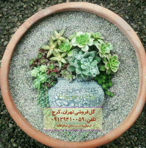 ساکولنت مناسب برای چیدمان خانه‌های ویلایی کلاسیک