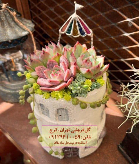 ساکولنت برای چیدمان محیط‌های تجاری