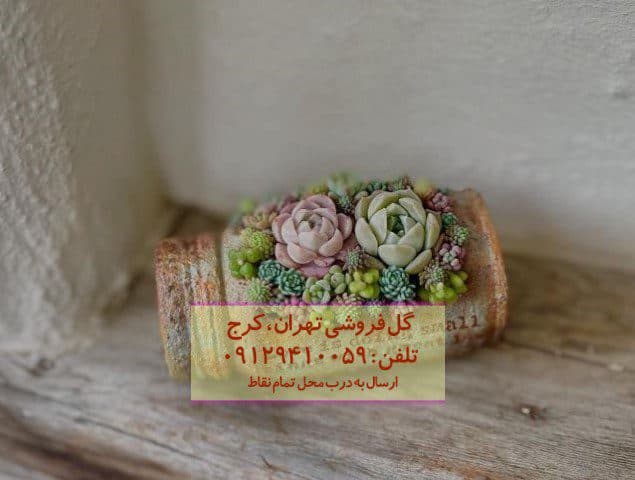ساکولنت مناسب برای تزئین فضای کافه