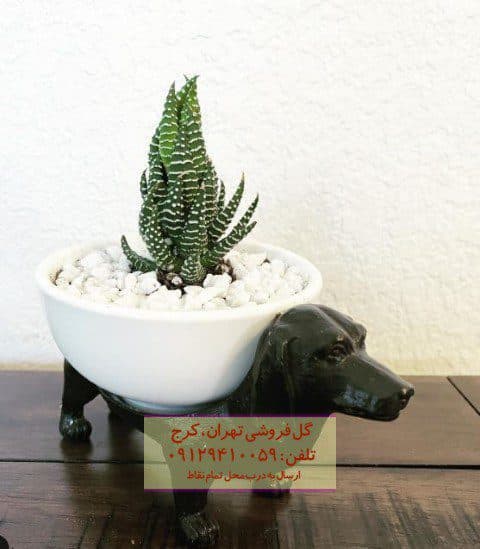 ساکولنت هاوارتیا گورخری برای تزئین لابی هتل