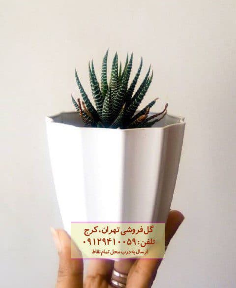 هاوارتیا گورخری برای طراحی داخلی آپارتمان‌های کوچک