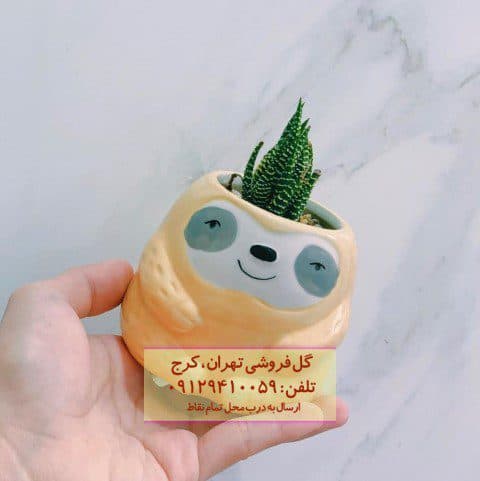هاوارتیا گورخری مناسب برای تزئین خانه‌های کوچک و مدرن