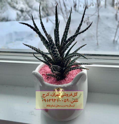 هاوارتیا گورخری مناسب برای تزئین میزهای پذیرش