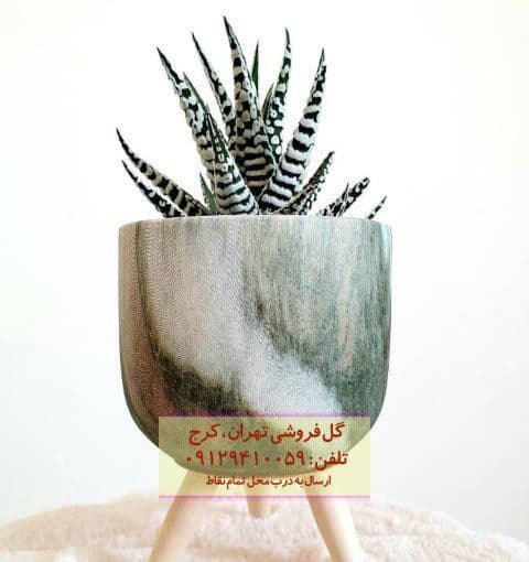 هاوارتیا گورخری برای زیباسازی میز پذیرایی