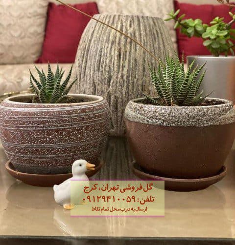 هاوارتیا گورخری مناسب برای تزئین محیط‌های کاری شیک