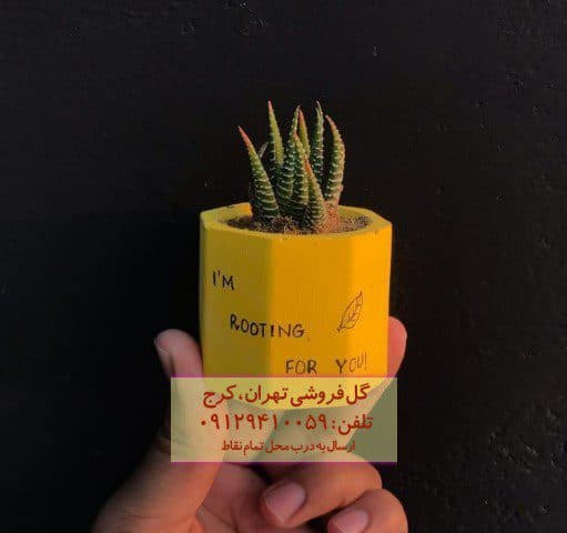 فروش هاوارتیا گورخری برای دکوراسیون فروشگاه‌ها