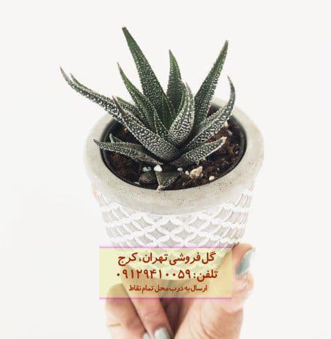 فروش هاوارتیا گورخری برای طراحی داخلی خانه‌های لوکس