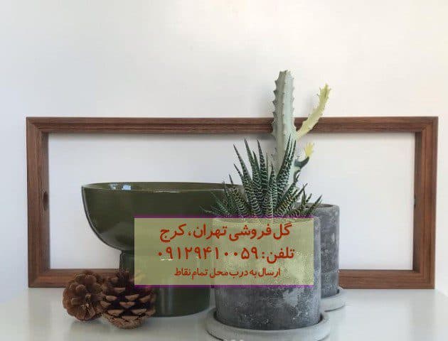 ساکولنت هاوارتیا گورخری برای تزئین اتاق خواب