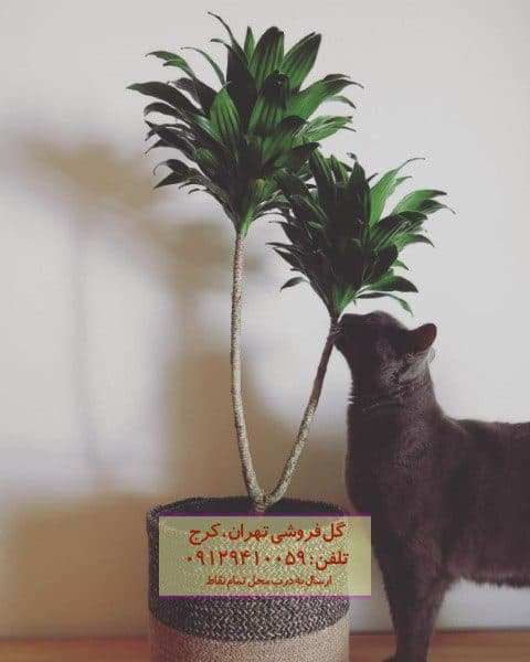 دراسنا کامپکت برای طراحی حیاط خلوت