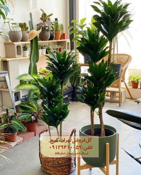 دراسنا کامپکت برای طراحی فضای آپارتمان