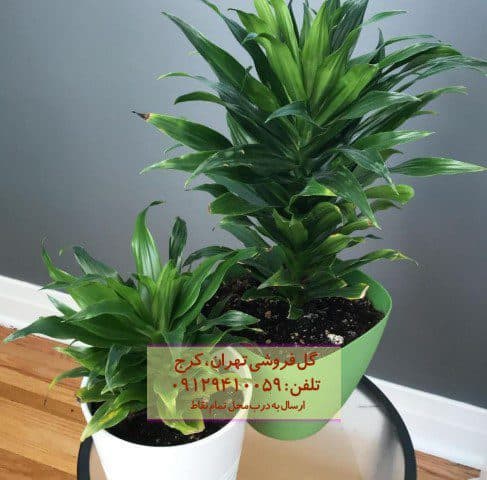 دراسنا کامپکت مناسب برای تزئین اتاق کودک