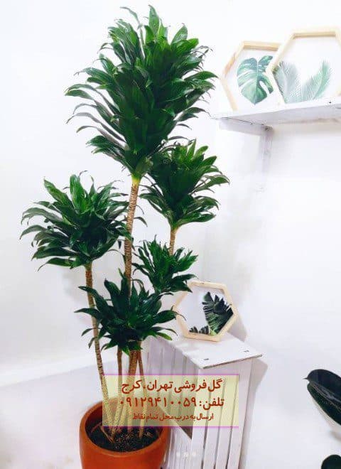 دراسنا کامپکت برای دیزاین فضای رستوران